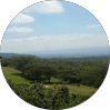 Nyambura N